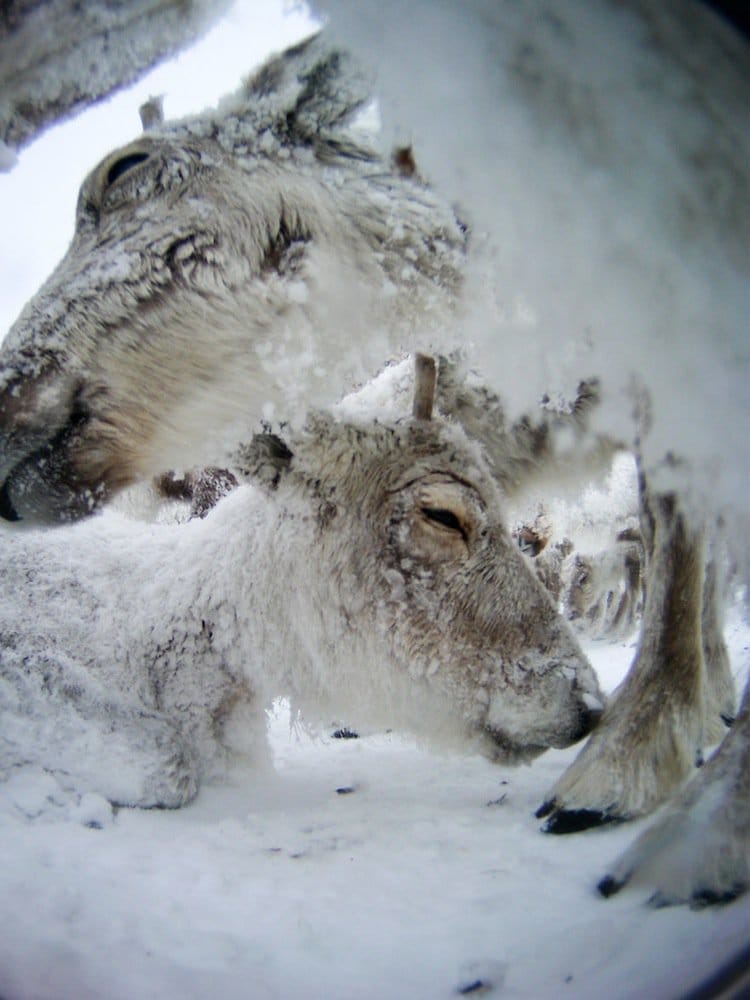 This Reindeer Was Given A Camera And The Results Are Awesome