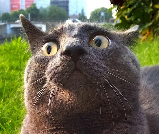 shocked looking cat