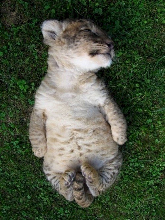 sleeping baby big cat