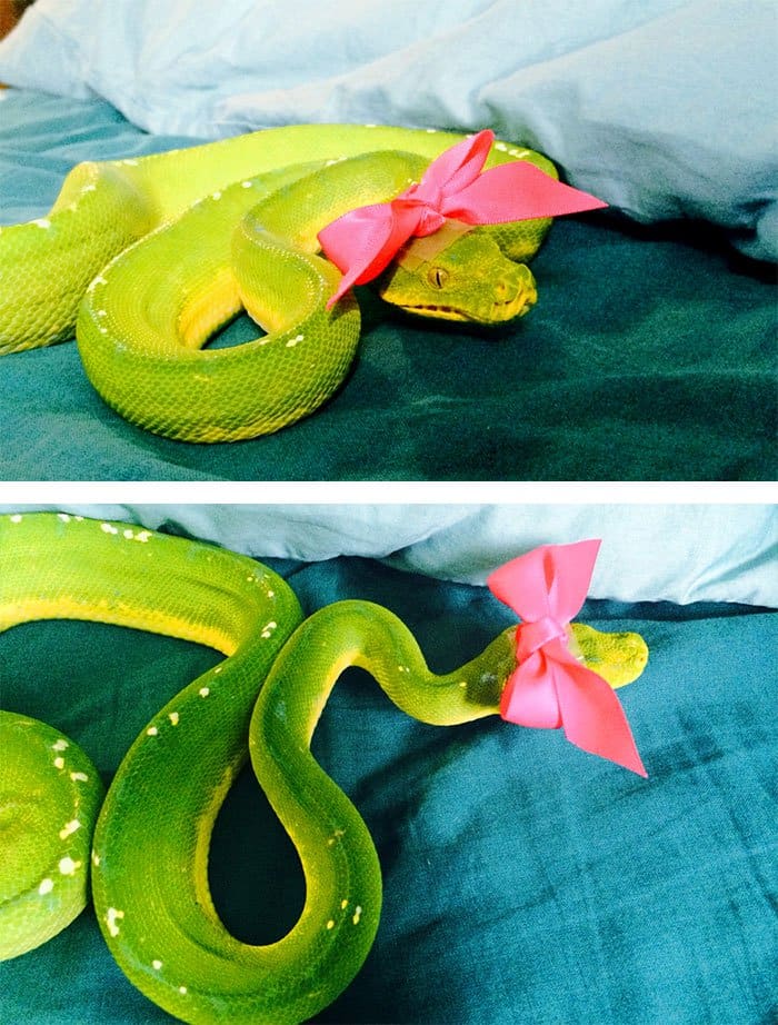 snake-ribbon
