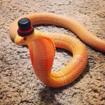 These Snakes Wearing Hats Will Make You Smile