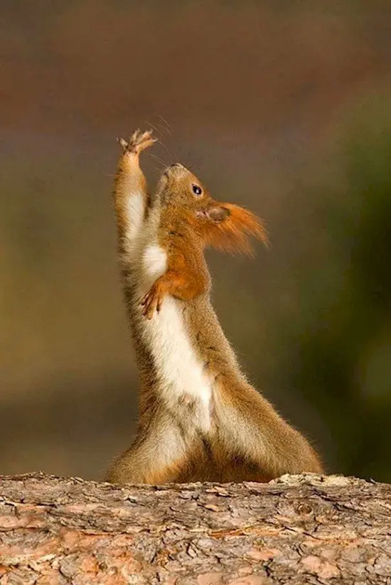 squirrel stretch