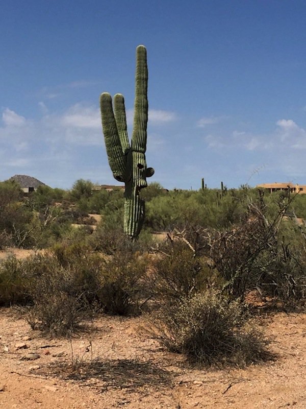 things-cactus