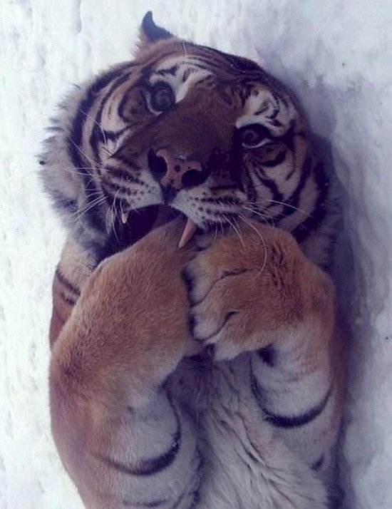 tiger biting paws