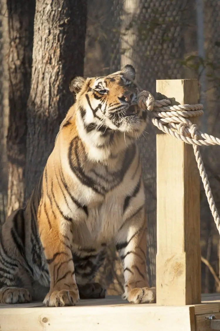 tiger biting rope