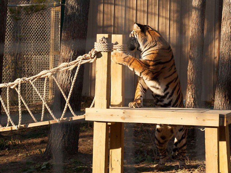 tiger bridge