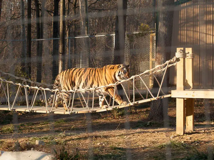 tiger crossing bridge