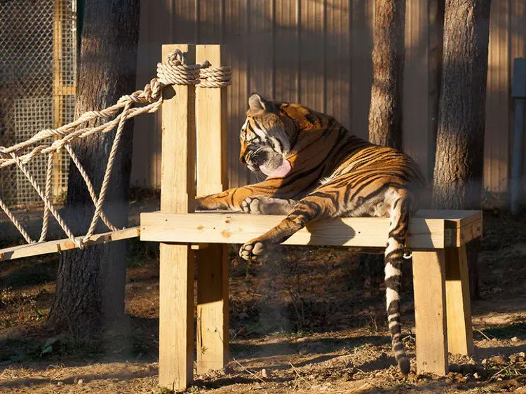 tiger laying
