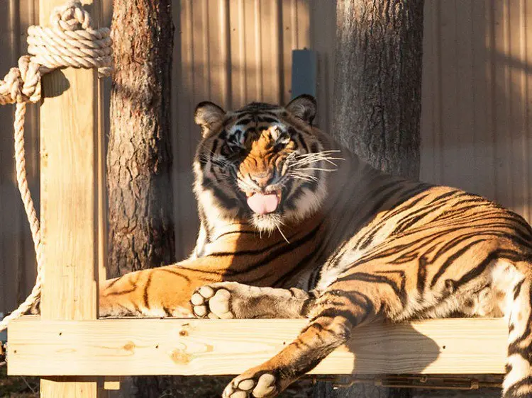 tiger tongue out