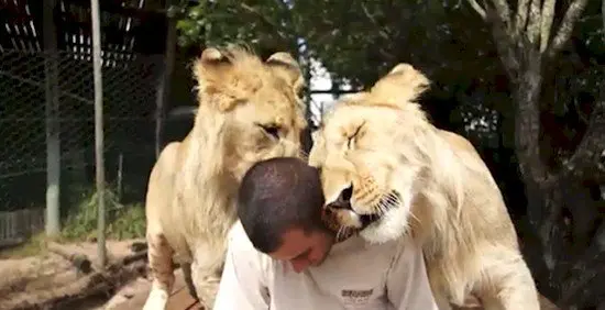 tigers snuggling man