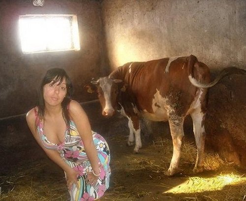weird-pictures-selfie-cow