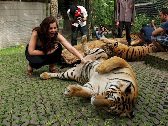 woman petting tigers