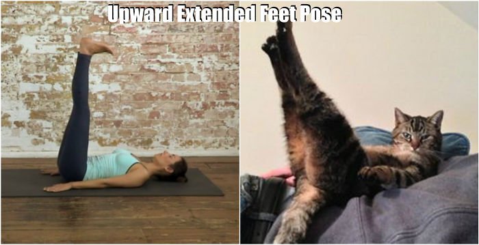 yoga-cat