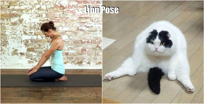 yoga-lion