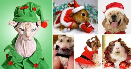 Animals Dressed Up Christmas