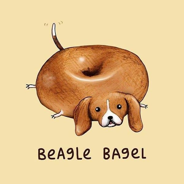 Beagle