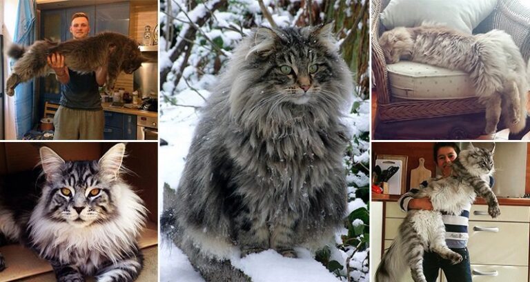 Biggest Maine Coon Cats
