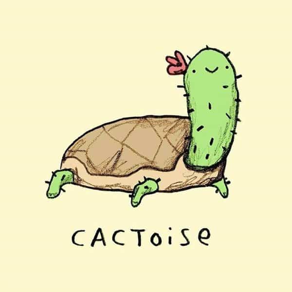 Cactoise