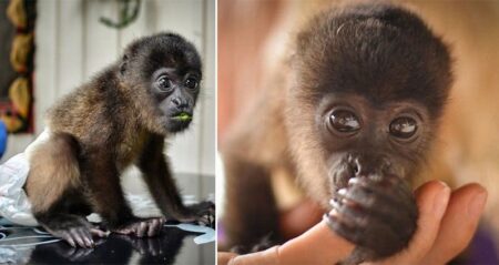 Cristina Olteanu Baby Monkey Cutest Thing