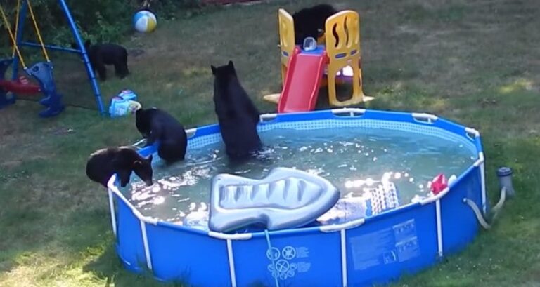 Family Of Bears Pool Party