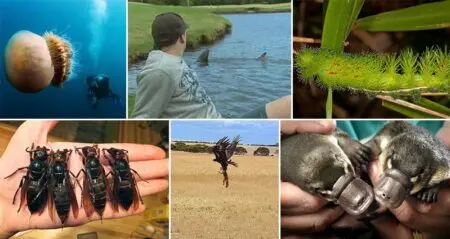 Freaky Animal Pictures