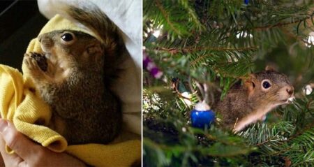 Injured Squirrel Lives Christmas Tree