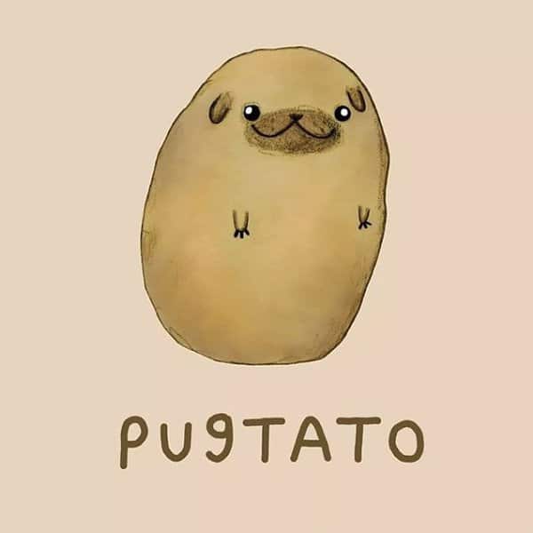 Pugtato