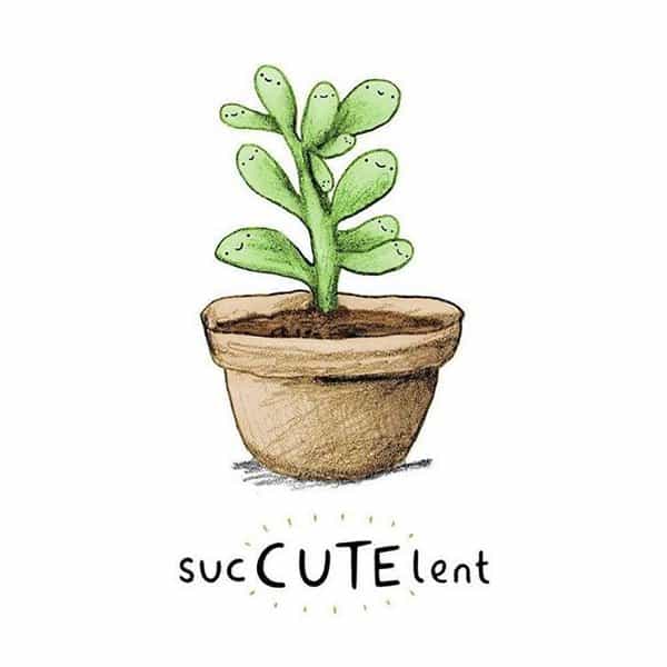 Succulent