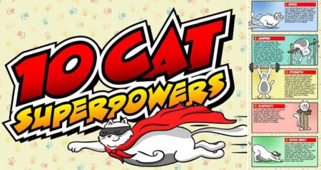 Superpowers Cat