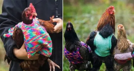 Women Knit Mini Sweaters Ex-Battery Hens