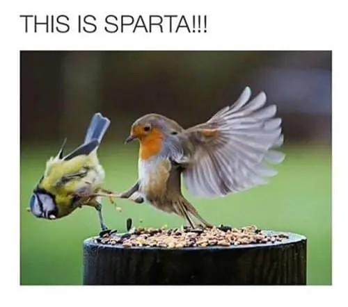 animal-jerks-sparta