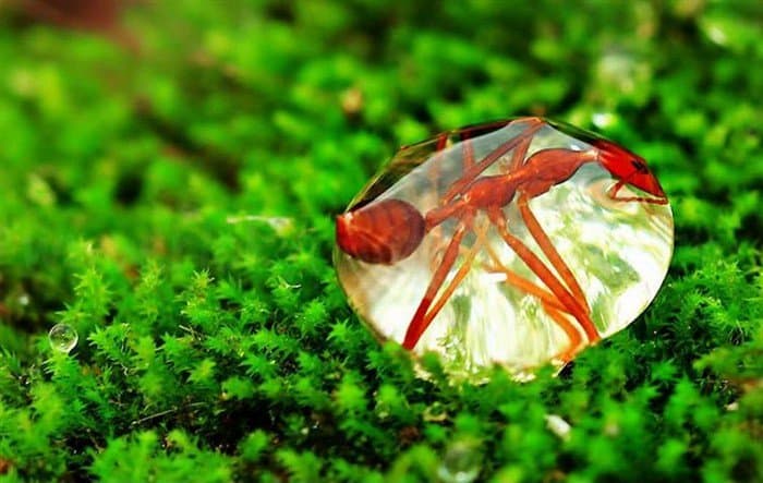 ant stuck in water droplet