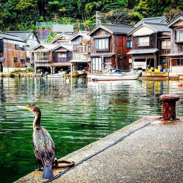 bird ine japan