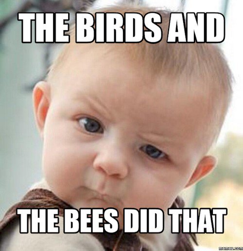 birds and bees
