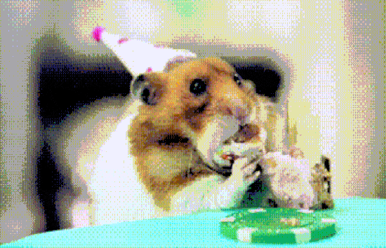 birthday hamster eating
