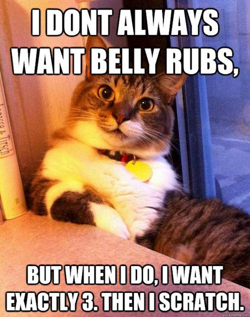 cat belly rubs