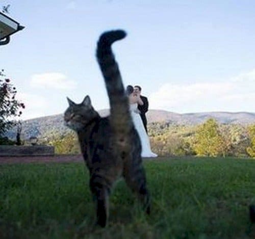 cat butt wedding photo