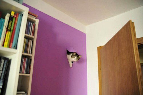 cat hole wall