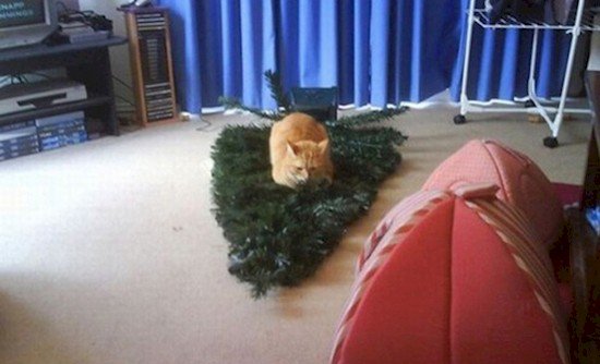cat killed tree