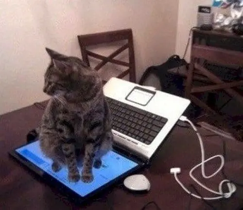 cat laptop screen