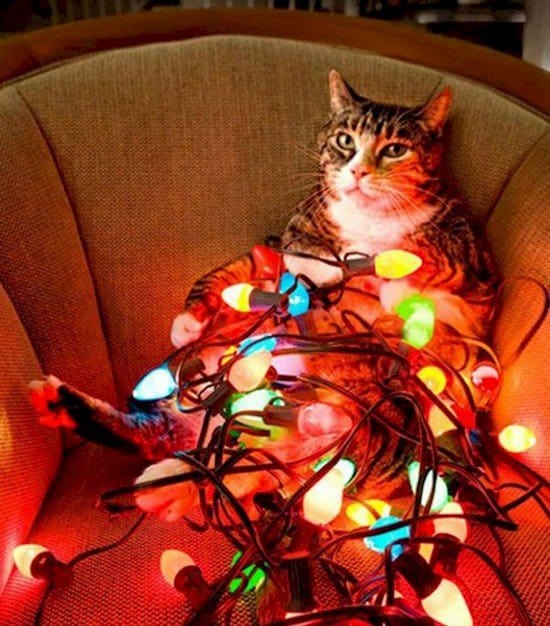 cat lights tangle