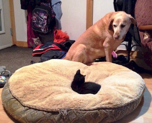 cat on dog bed