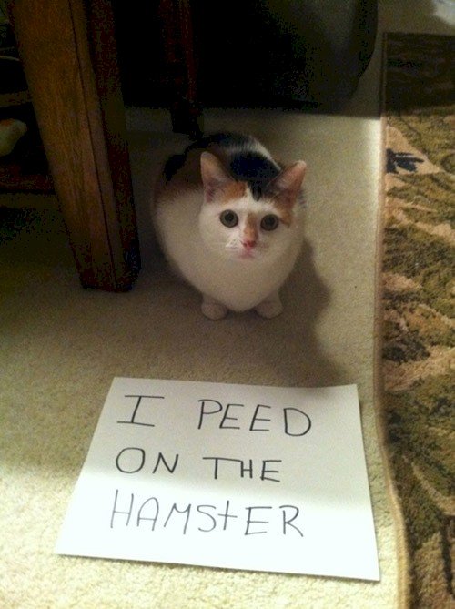 cat peed hamster