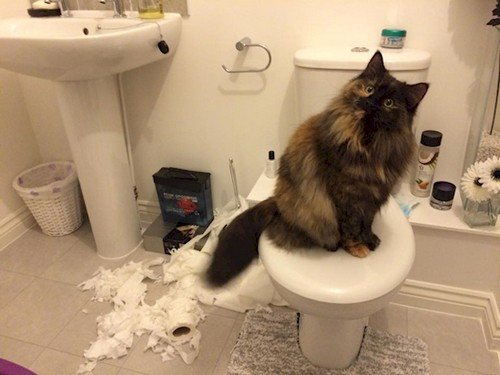 cat wrecked toilet paper