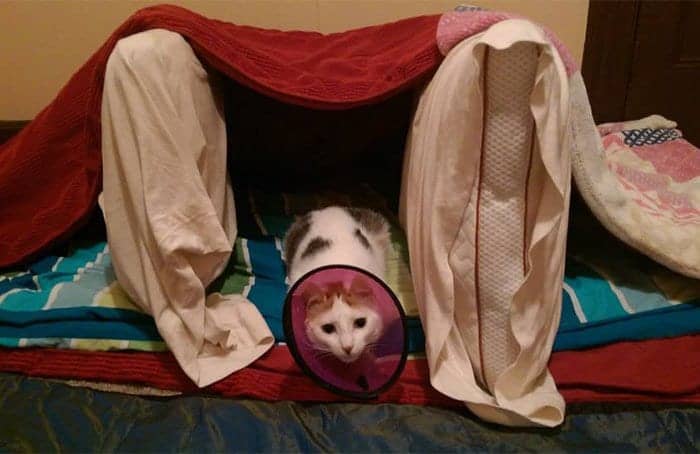 cats-cone