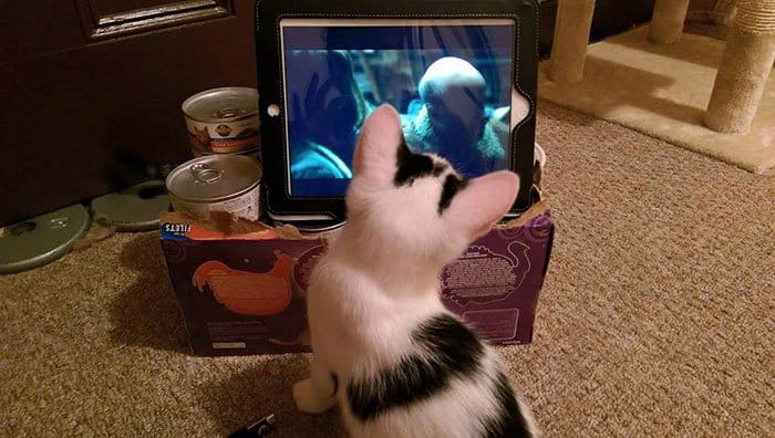 cats-tv