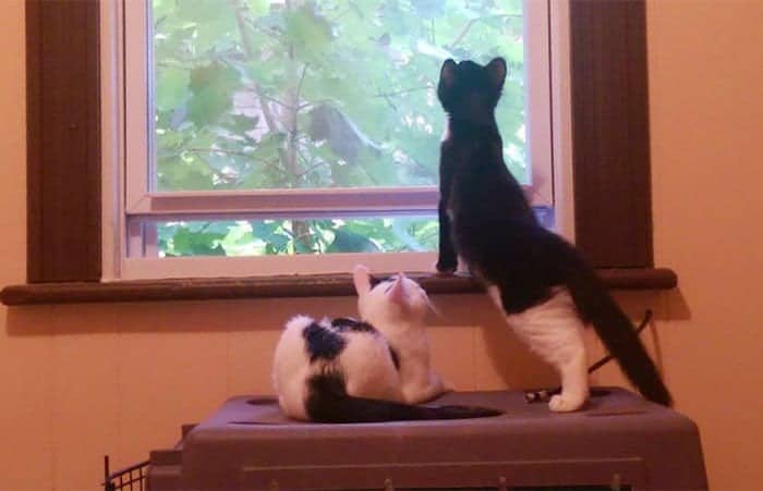 cats-window