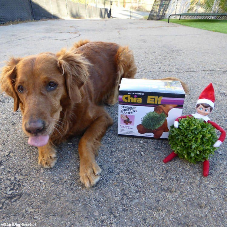 chia elf and dog