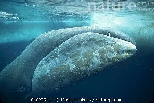 crazy-facts-old-whales