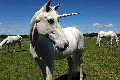 crazy-facts-unicorn